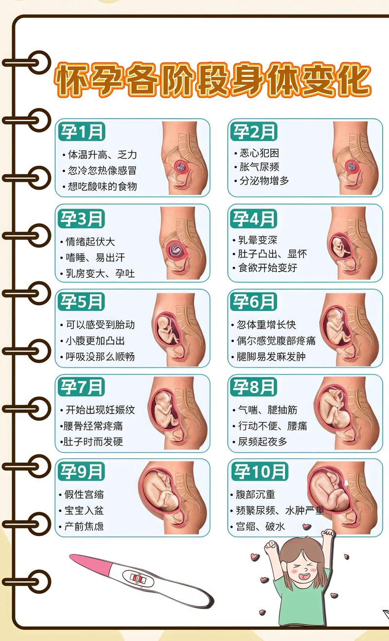 揭秘供卵代孕妈妈怀孕小腹分两节，孕期变化的奥秘通州代生机构: